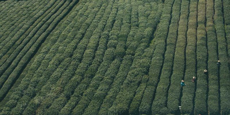 淘宝直播购物全攻略：从新手到资深买家的晋级之路，解锁隐藏淘宝优惠