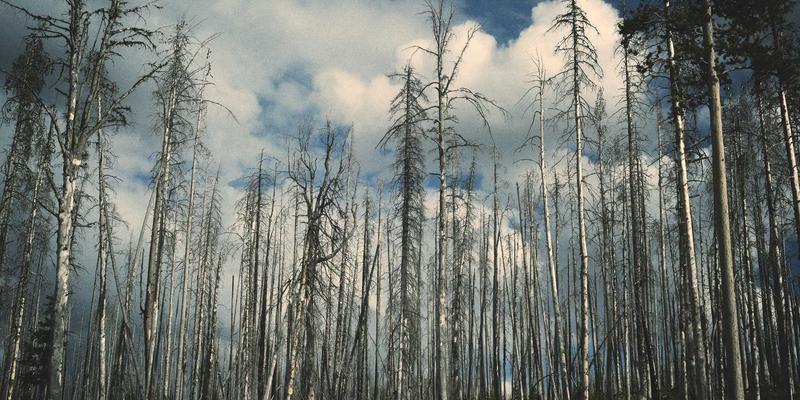 淘宝购物全攻略：2024最新优惠技巧与避坑指南