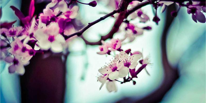 淘宝“问大家”功能深度使用攻略：如何获取真实用户反馈，解锁淘宝好物分享与优惠秘籍